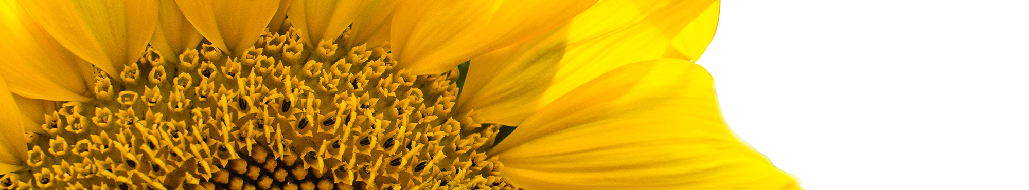 Sunflower Image